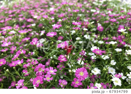 かすみ草ジプシー 混色植え の写真素材