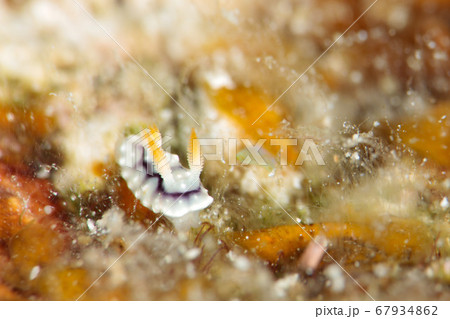 キカモヨウウミウシ キカモヨウウミウシ 67934862