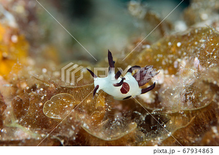 パンダツノウミウシ パンダツノウミウシ 67934863