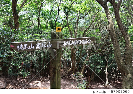 六甲山で撮影(横尾山、高取山) 六甲山で撮影(横尾山、高取山) 67935066