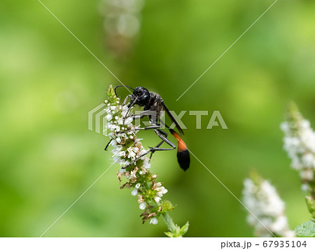 ジガバチ 67935104