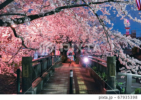 美登鯉橋 桜の季節 67935398