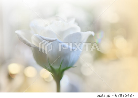 Beautiful Nature Background.Floral Art Design.Abstract Macro Photography.White Rose Flower.Pastel Flowers.White Background.Creative Artistic Wallpaper.Wedding Invitation.Celebration,love.Close up View Beautiful Nature Background.Floral Art Design.Abstract Macro Photography.White Rose Flower.Pastel Flowers.White Background.Creative Artistic Wallpaper.Wedding Invitation.Celebration,love.Close up View 67935437
