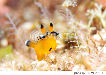 ウデフリツノザヤウミウシ 67935504