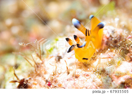 ウデフリツノザヤウミウシ 67935505