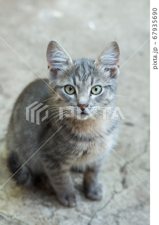homeless little fluffy gray kitten with blue eyes 67935690