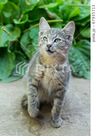 homeless little fluffy gray kitten with blue eyes homeless little fluffy gray kitten with blue eyes 67935713