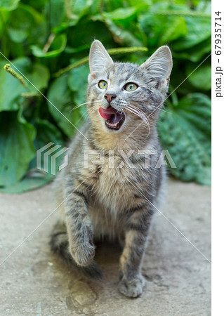 homeless little fluffy gray kitten with blue eyes homeless little fluffy gray kitten with blue eyes 67935714