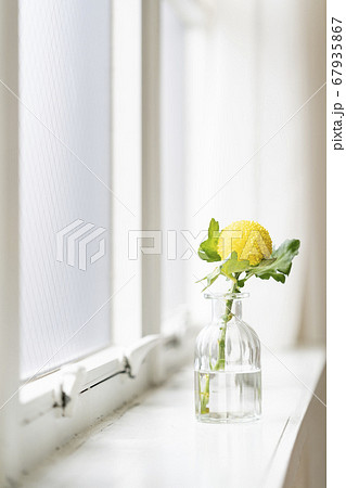 窓辺に置かれた一輪挿し 黄色いピンポンマム 窓辺に置かれた一輪挿し 黄色いピンポンマム 67935867