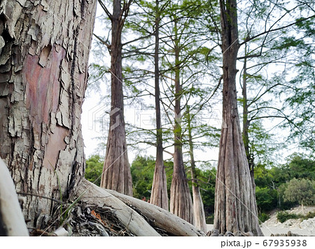 This is cypress Taxodium distichum at the bottom of a dry lake. Tree roots. Selective Focus. 67935938