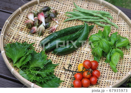 収穫 野菜 夏の楽しみ 収穫 野菜 夏の楽しみ 67935973