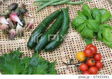 夏野菜　アップ　フレッシュ　新鮮野菜 67935981