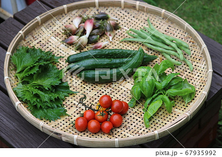趣味　収穫　夏野菜 67935992