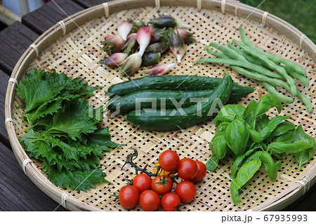 夏野菜　趣味　収穫　 67935993