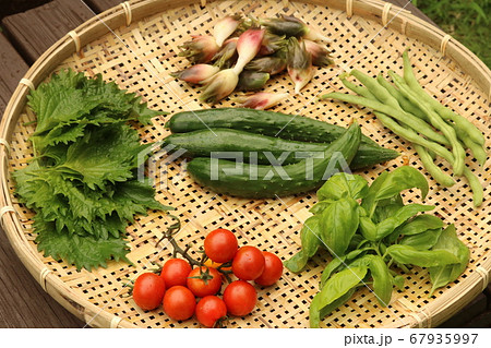 夏野菜 収穫 夏野菜 収穫 67935997