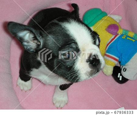 ボストンテリア　子犬　ペチャ 67936333