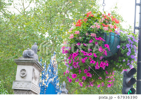 ロンドンの夏の風物詩 ハンギングバスケット の写真素材