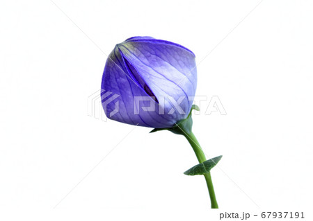 桔梗のツボミ  まもなく開花 (fix撮影) 桔梗のツボミ  まもなく開花 (fix撮影) 67937191