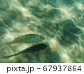 Greece Underwater Life 67937864