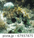 Greece Underwater Life 67937875