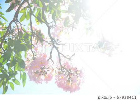 逆光のイッペー・ローザ 67938411