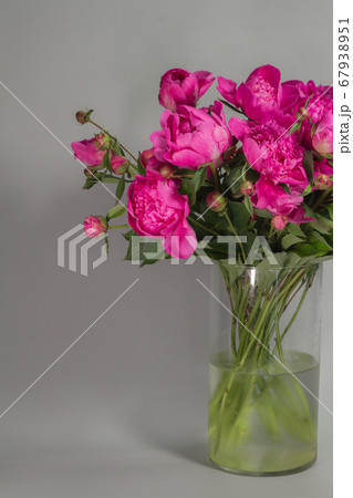 Bouquet of pink peonies in glass vase on gray 67938951