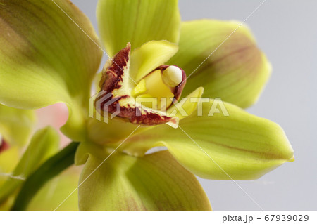 Extreme Macro photo of yellow orchid flower used Extreme Macro photo of yellow orchid flower used 67939029