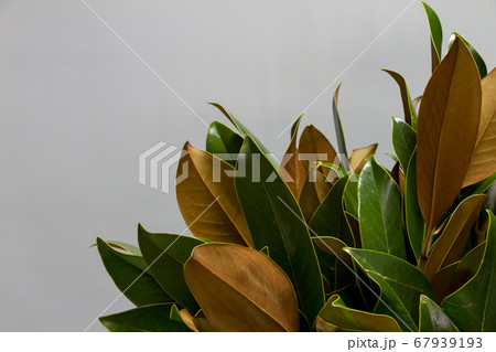 Close-up bouquet of fresh green and brown magnolia Close-up bouquet of fresh green and brown magnolia 67939193