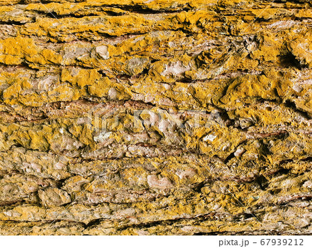 Tree bark, trunk close-up. The golden texture of the bark of an old tree. 67939212