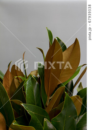 Close-up bouquet of fresh green and brown magnolia 67939338