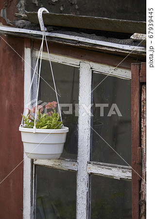 Flower pot with petunias on old peeling window Flower pot with petunias on old peeling window 67939445