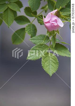 Blooming pink wild rose flower, dog rose, rosa 67939448