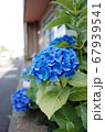 アジサイ 花 青 67939541