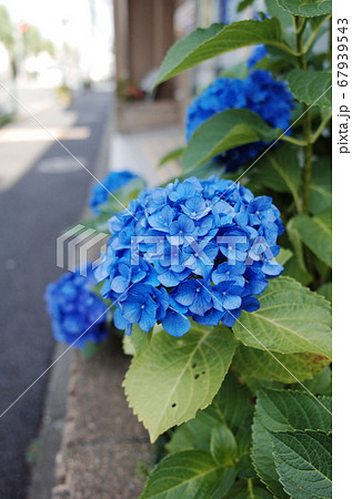 アジサイ 花 植物 67939543