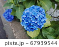 アジサイ 花 青 67939544
