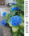 アジサイ 花 青 67939545