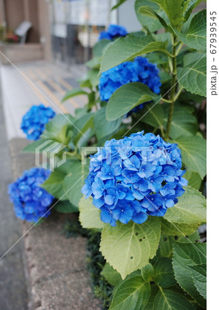 アジサイ 花 青 67939545
