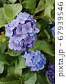 アジサイ 花 青 67939546