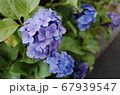 アジサイ 花 青 67939547