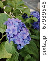 アジサイ 花 青 67939548