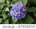 アジサイ 花 青 67939550