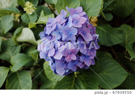 アジサイ 花 青 67939550