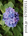 アジサイ 花 青 67939551