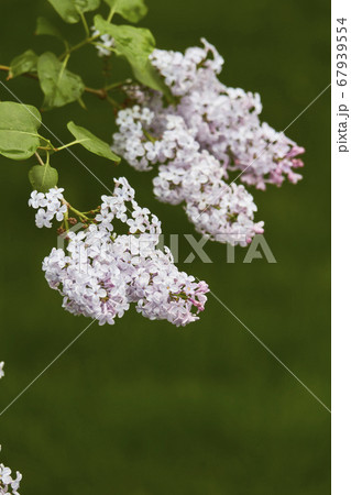 Close-up of blooming lilacs in the rain against 67939554