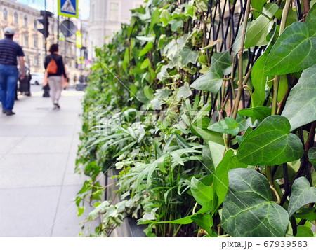 Vertical gardening. Fence of greenery on the summer terrace of a cafe. 67939583