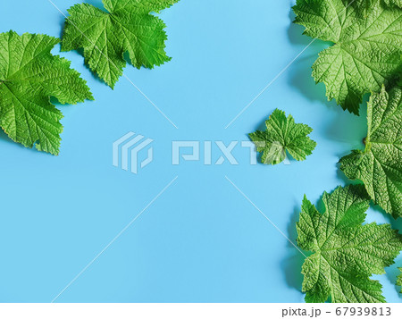 Fresh textured raspberry leaves on a blue background. Herbal frame, empty place for your product or text. Top view, flat lay. 67939813