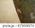 昆虫 セミ 虫 67939974