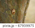 セミ 蛹 切り替え 67939975