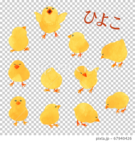 ひよこ 67940426