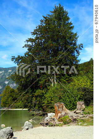 Beautiful green tree near the shore of a mountain Beautiful green tree near the shore of a mountain 67940610